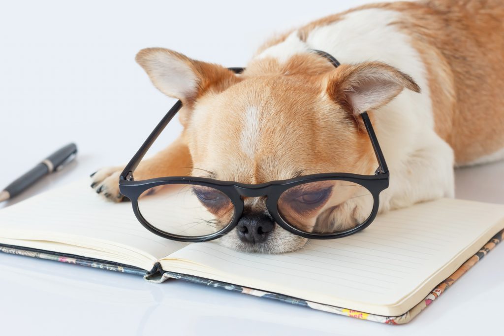 Chihuahua Officer dog in eyeglasses with a note pad and pen on white background.