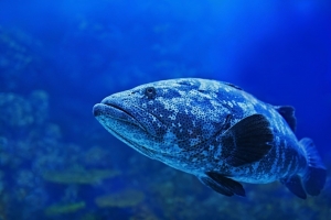 深海魚とは