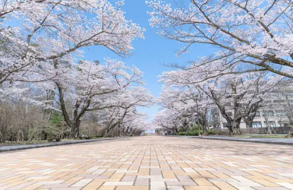 中高一貫校から付属・系列大学への内部進学の仕組みと、成績が低迷している場合の対策