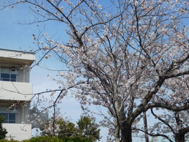 校舎と桜の木