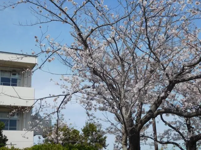 成蹊高等学校での大学入試対策（内部進学・指定校推薦）と評定の上げ方を専門塾が解説